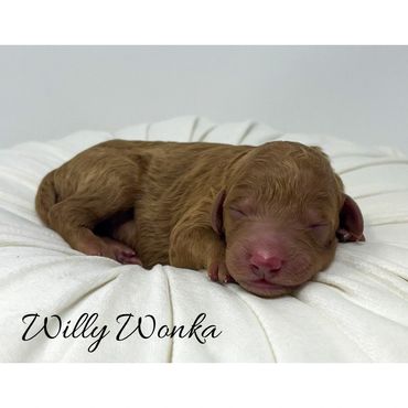 Mini Labradoodle Puppy