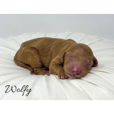 Mini Labradoodle Puppy