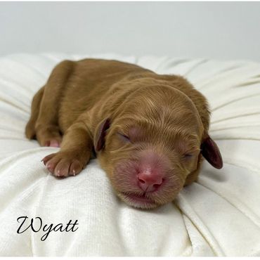 Mini Labradoodle Puppy