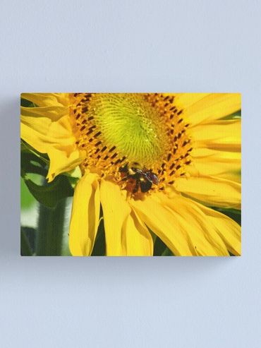 busy bee canvas print