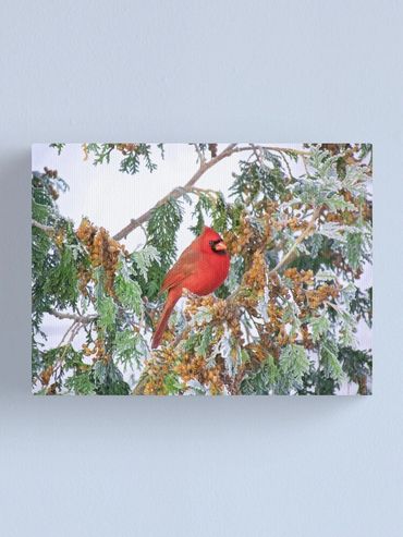 holiday cardinal canvas print