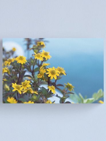 sunshine in the mist canvas print