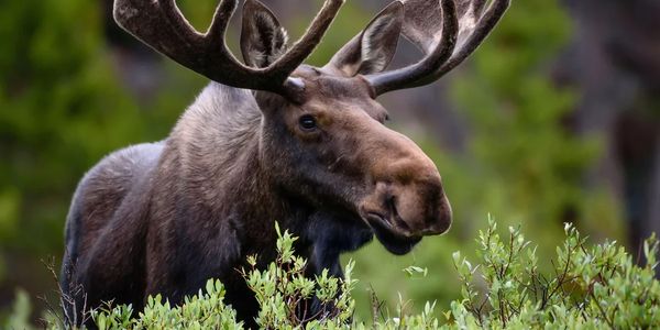 A close-up of a moose standing behind green bushes in a forest.