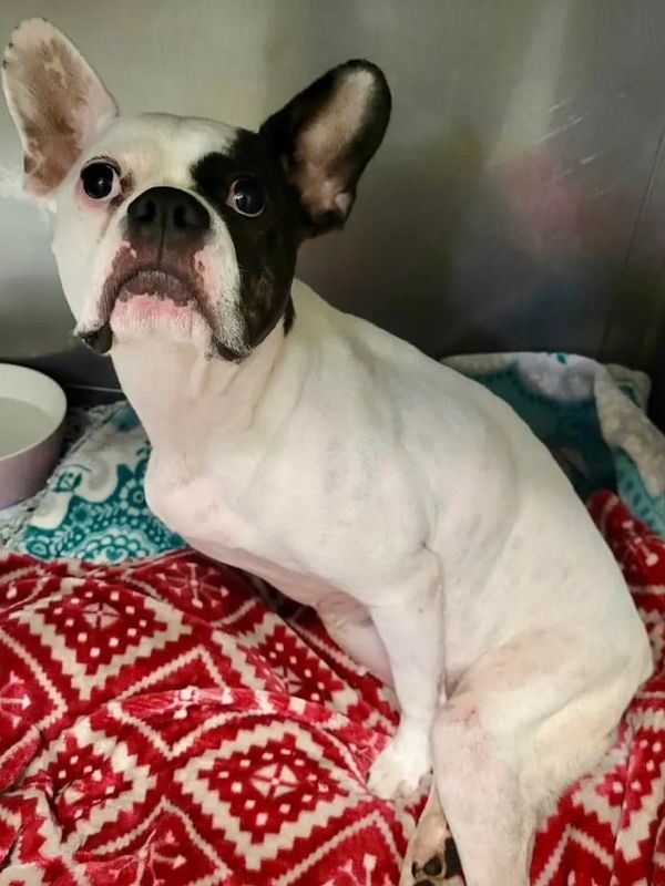 At the Shelter waiting to be Rescued