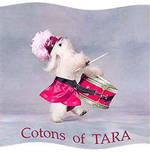 Coton de Tulear of Tara