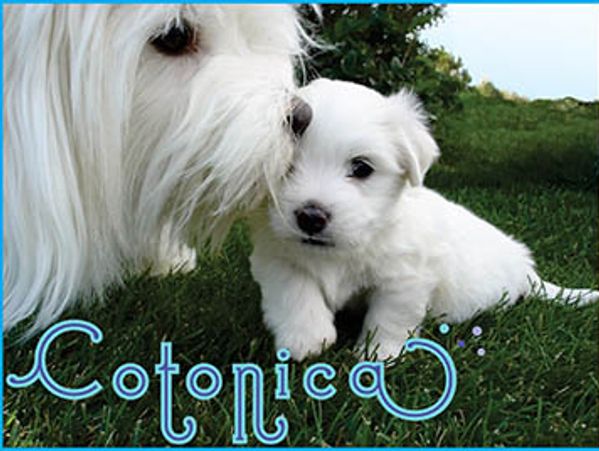 Cotonica
