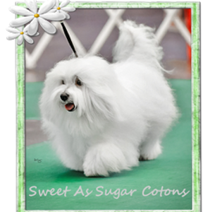 Sweet as Sugar Cotons