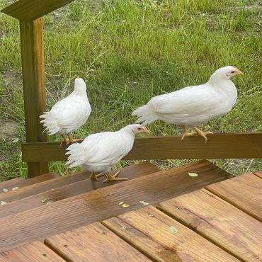 Roaming freely during the summer time.