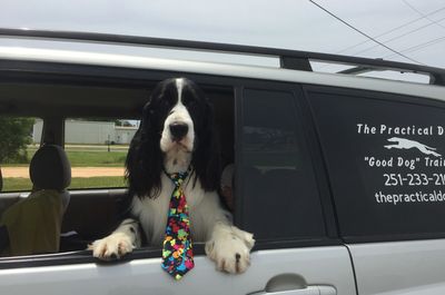 The Practical Dog "Good Dog" Training
Board and Train, Private Training, Competition Training
Alabam