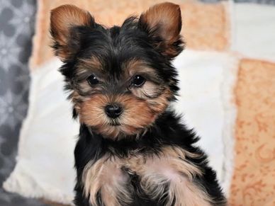 Thailand Yorkshire Terrier Puppy For Sale