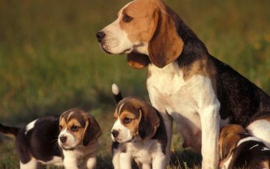 Thailand Beagle Puppies for sale