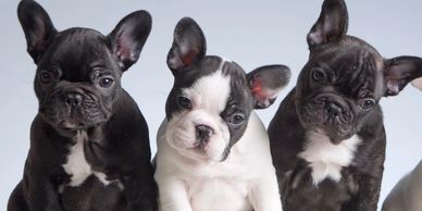 Thailand French Bulldog Puppy For Sale