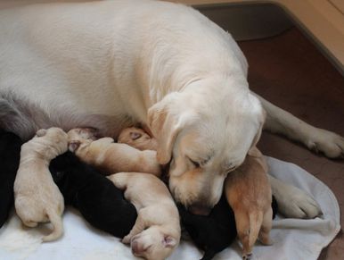 Thailand Labrador Retriever Puppy For Sale