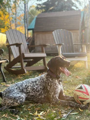A GSP German Short Haired Pointer spotted dog lies on grass with a soccer ball, near wooden chairs in a sunny yard.