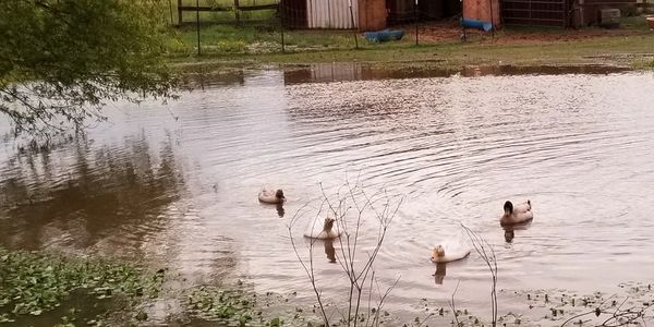 Ducks in our pond on our farm.