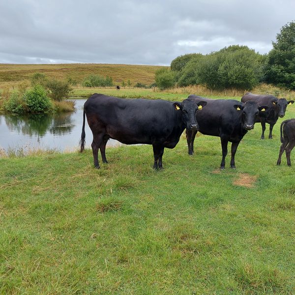 Wagyu, cattle from Japan, an internationally recognized brand of beef