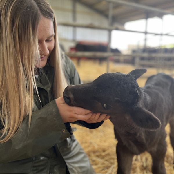 Cumberland wagyu lovingly raise their herd with the highest animal welfare standards.