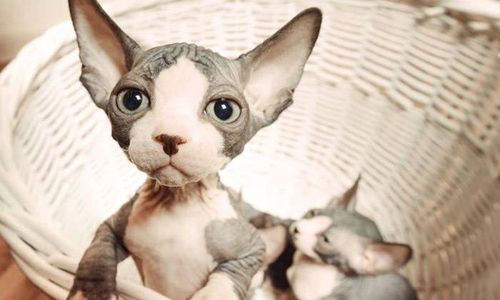 Two Sphynx cats in a wicker basket, one looking directly at the camera.