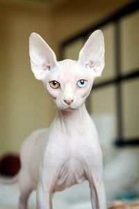 Hairless Sphynx cat with heterochromia staring intently.