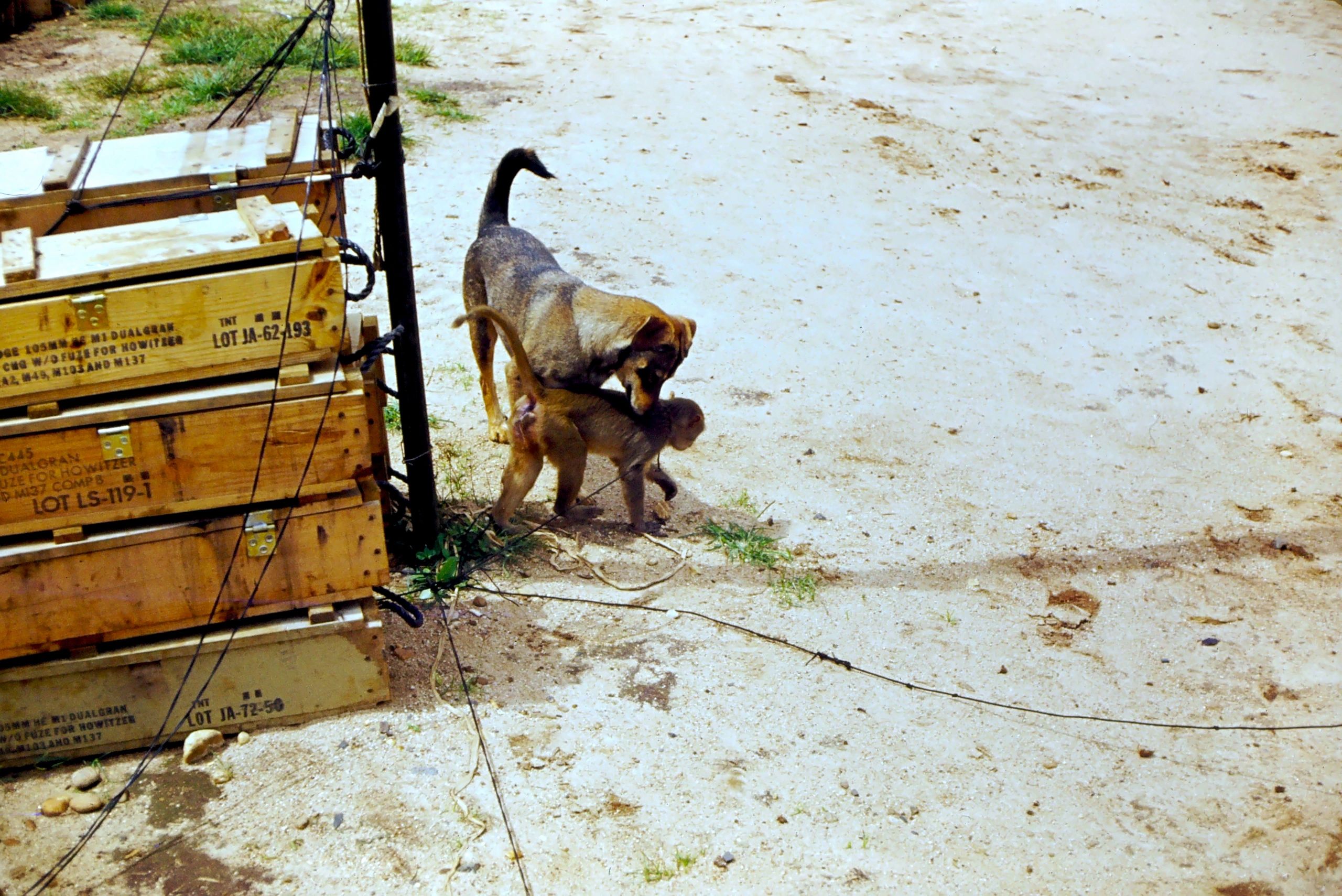 Susie and battery pet Monkey. Susie was with A Battery in 1968, 1969 and 1970. She gave birth to a l
