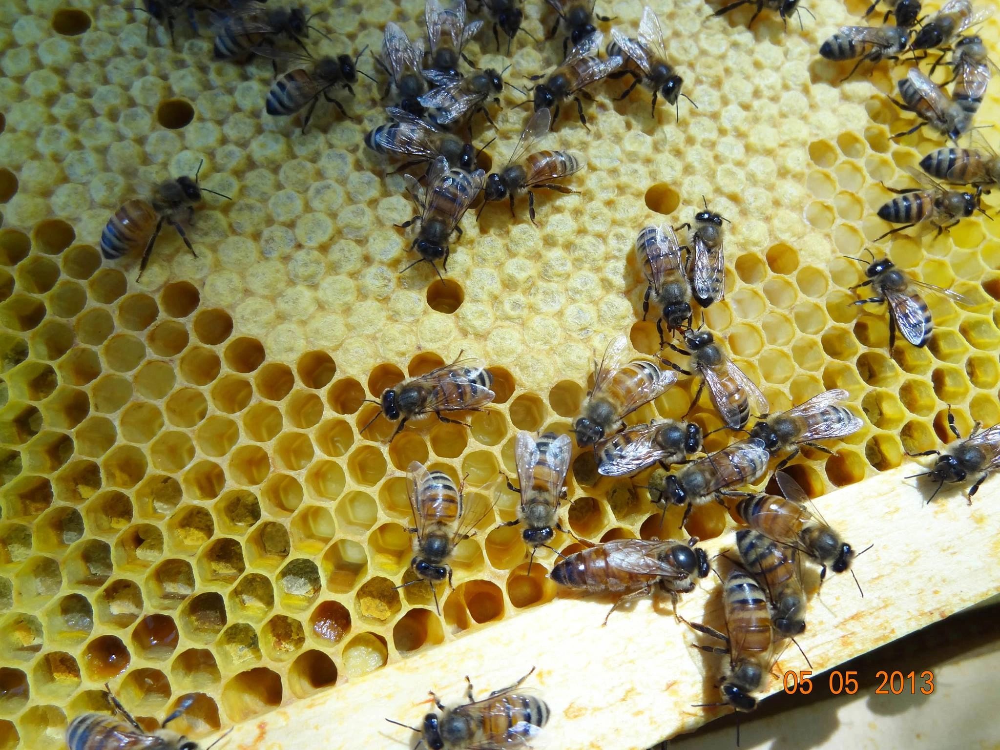 Confessions of a Newbie Beekeeper – Oakland County Blog