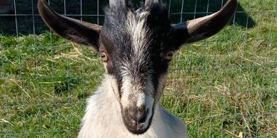 A young black and white goat standing playfully in a fenced grassy area.