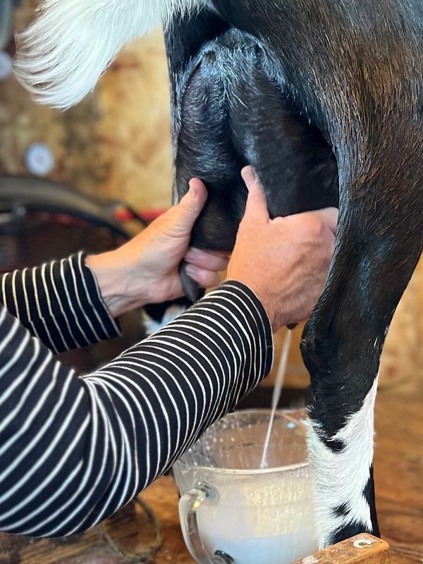 A person milking a black and white goat by hand.