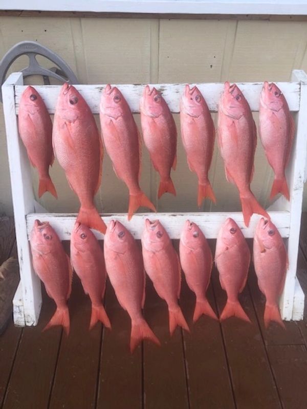 past charters, catch of the day, Just-In-Time SportFishing, jitsportfishing.com