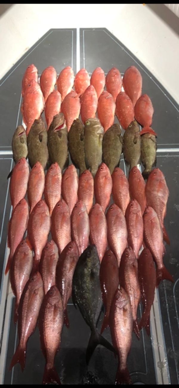 past charters, catch of the day, Just-In-Time SportFishing, jitsportfishing.com