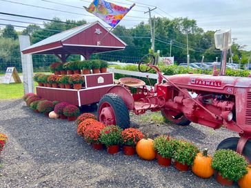Red Farmall tractor with fall flowers and pumpkins display.