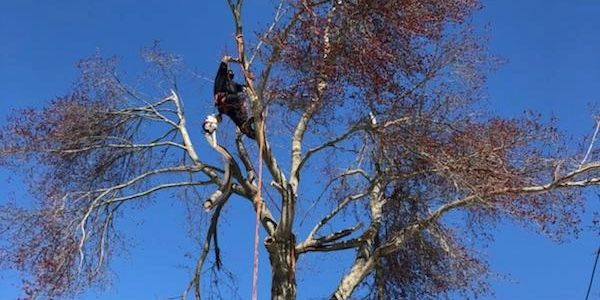 Midland Lawn & Tree Services - Tree Trimming & Removal