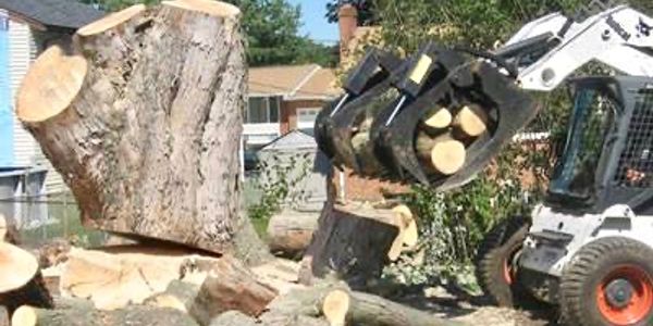 Midland Tree removal services in central nj