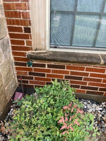 Green leafy plant outside a brick house window.