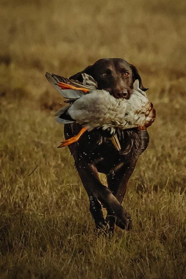 Dog carrying a duck in its mouth.