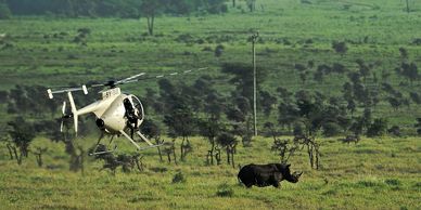 An MD 530FF, serial 0121FF, flies low over a wildlife reserve in Kenya to tranquilize a sick rhino.