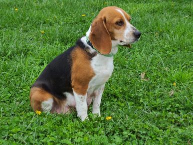 3 year old Mother Pocket Beagle