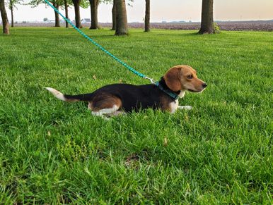 2 year old Mother Pocket Beagle