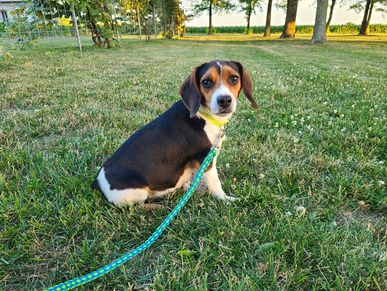 2 year old Mother Pocket Beagle