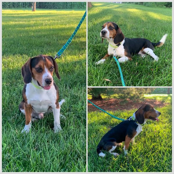 Father Pocket Beagle