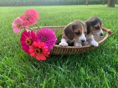 Twin Sister Pocket Beagles