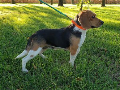 4 year old Mother Pocket Beagle