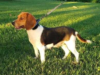 3 year old Mother Pocket Beagle