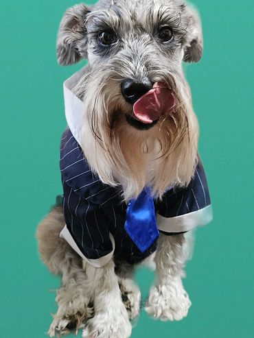 A schnauzer dog wearing a pinstripe suit and blue tie, licking its nose.