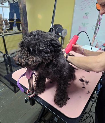A fluffy black dog getting groomed with clippers on a pink table.