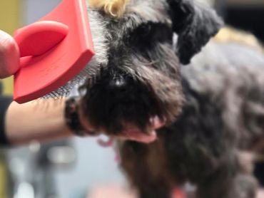 A dog being brushed with a red grooming brush on a grooming table.