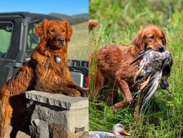 Tucker (left) - Finley (right)