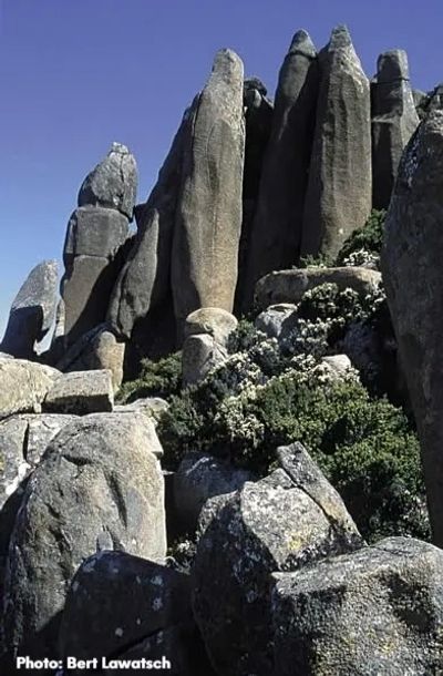 large dolerite stones and columns with alpine shrubs at their base