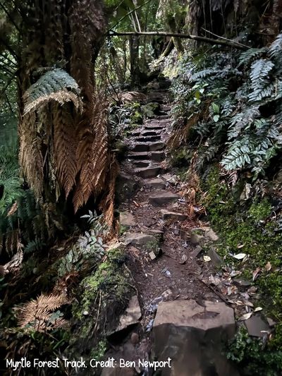 Stone steps ascend through ferns on the Myrtle Forest track