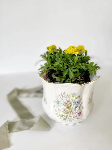 Flowering plant in a porcelain cachepot as table decor