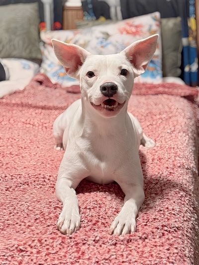 White dog lying on a textured pink blanket looking at the camera.